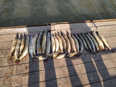 Олигри фиш. Карта рыбака олигри фиш в астрахани. Олигри фиш астрахань. Олигри фиш астрахань. Олигри фиш астрахань.