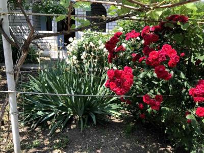 Киммерия - 1