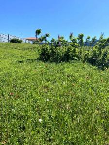 Киммерия - 2