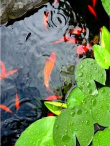 Гостевой дом у подножия Генуэзской крепости - 3