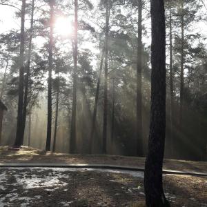 Налибокская пуща - 1