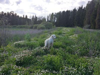 Аксаковские Зори - 5