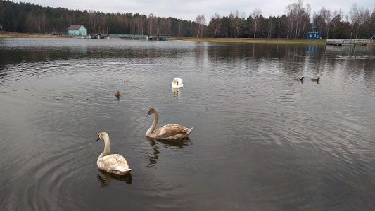 Сосновый бор - 6