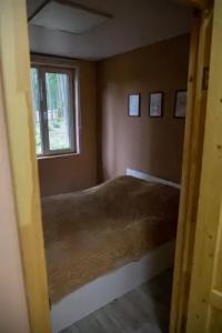 Золотой фазан - 3