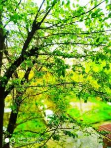 Гостевой дом у Мирабадского рынка - 11