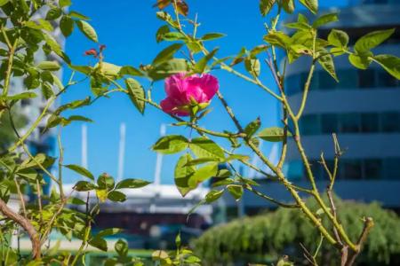 Rosedale Condominiums - 31