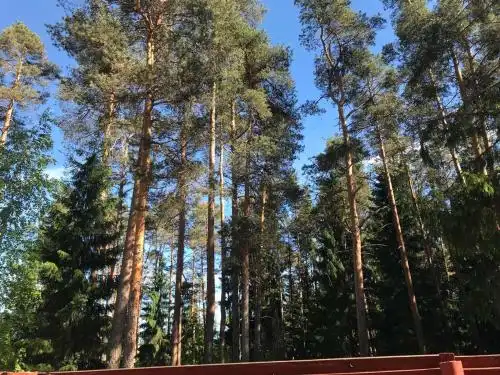 Хвойный парк - 34