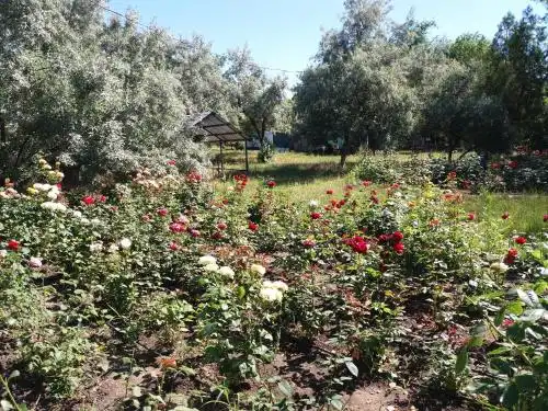 Магнолия - 17