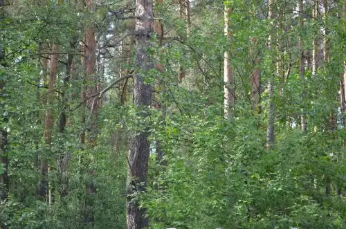 Медвежий уголок - 38
