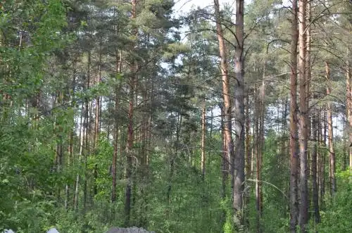 Медвежий уголок - 30