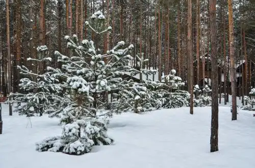 Соби - 46