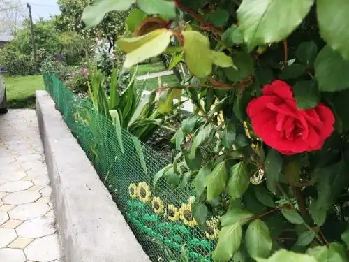 Paradise - 17