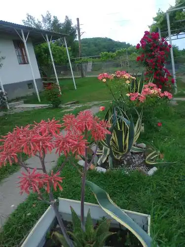 Paradise - 9