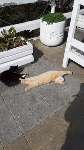 Седьмое Небо - 0