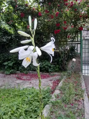 Family Guest House - 56