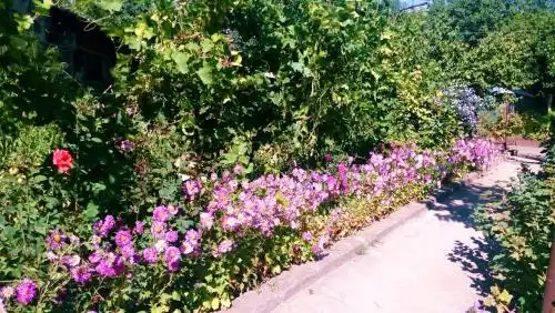 Guest House Armina - 18