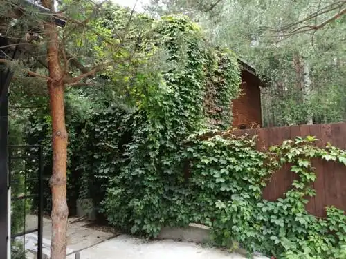 Сосен Бор - 2