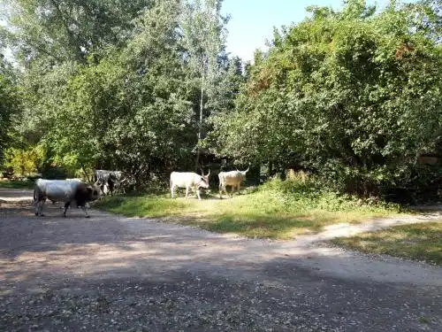 Мамаєва Слобода - 63