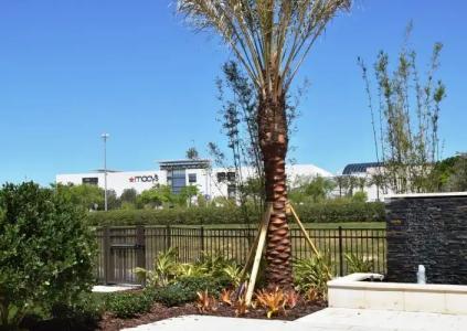 SpringHill Suites by Marriott Orlando at Millenia - 19