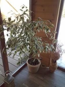 Тихое счастье - 33