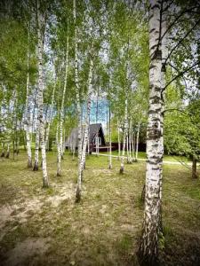 Три лисы - 22