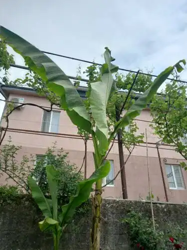 Джулия - 0