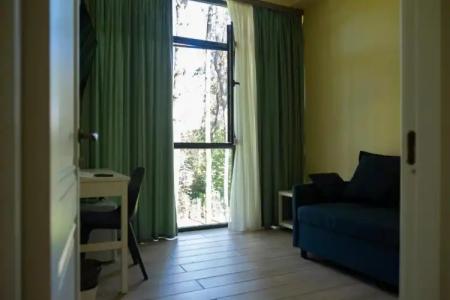 Buxus Shekvetili - 29