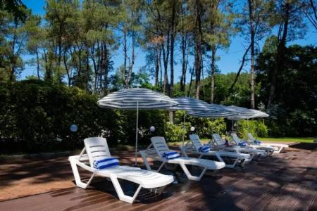 Buxus Shekvetili - 16