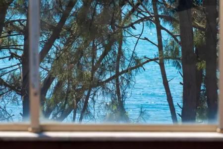 Buxus Shekvetili - 46