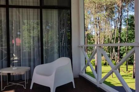 Buxus Shekvetili - 55