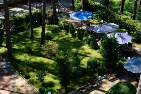 Buxus Shekvetili - 30