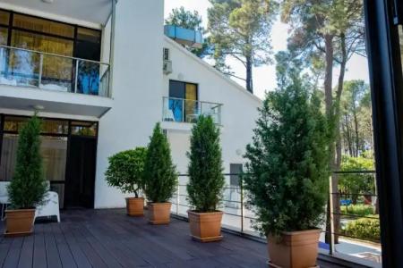 Buxus Shekvetili - 58