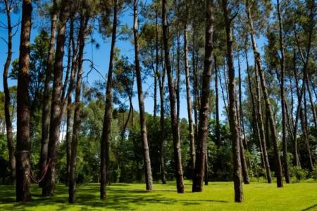 Buxus Shekvetili - 32