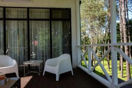 Buxus Shekvetili - 57