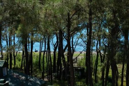 Buxus Shekvetili - 34