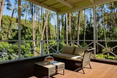 Buxus Shekvetili - 59