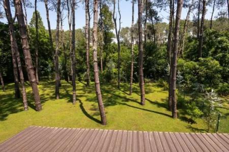 Buxus Shekvetili - 50