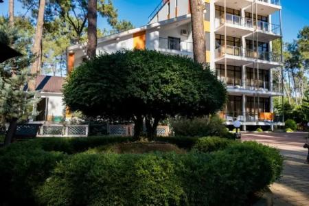 Buxus Shekvetili - 0