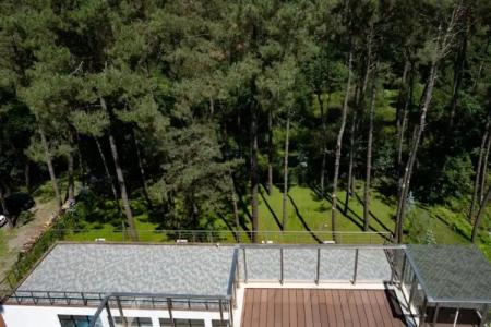 Buxus Shekvetili - 31