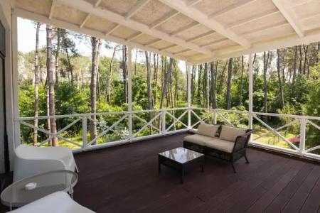 Buxus Shekvetili - 18