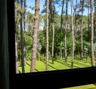 Buxus Shekvetili - 41