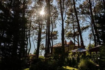 Buxus Shekvetili - 35