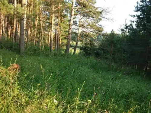 Виллы Близнецы в арт-парке Никола и Ленивец - 66
