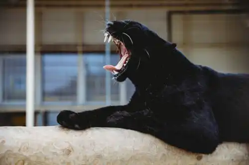 Экогостиница - 21