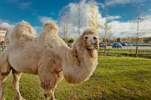 Экогостиница - 11