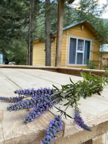 Forest camp - 36