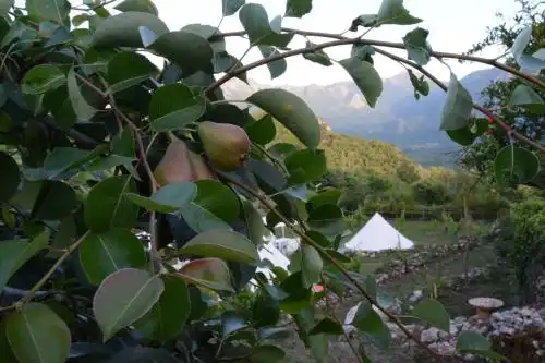 Sotonici Village Glamping - 32
