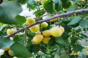 Vanand Guest House, Гюмри