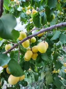 Vanand Guest House - 0