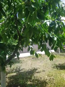 Vanand Guest House - 14